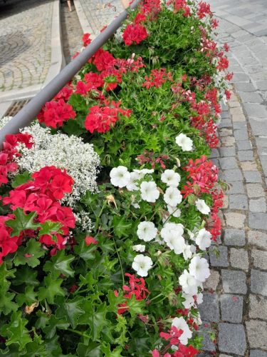 Umzug Blumen